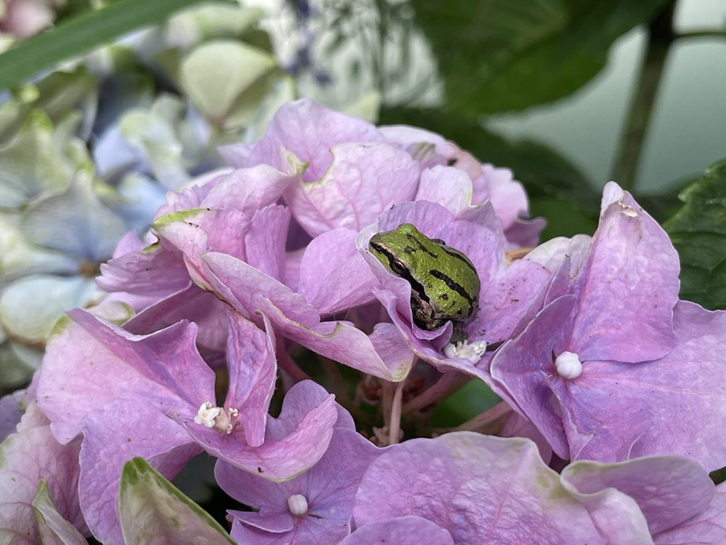 Waterway Repairs Won’t Interfere with Frog Breeding Season: UBC