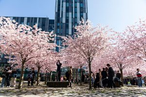Spring’s Splendour—Cherry Blossoms Make a Full Display on Campus
