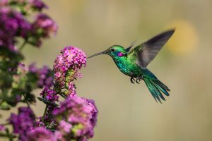 Spring Is the Perfect Time to Observe Beloved Hummingbirds