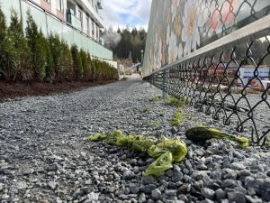 Dog Owners: Pick Up After Your Pet