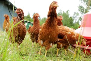 Trump Tariff Threats and  Choosing Canadian Chickens