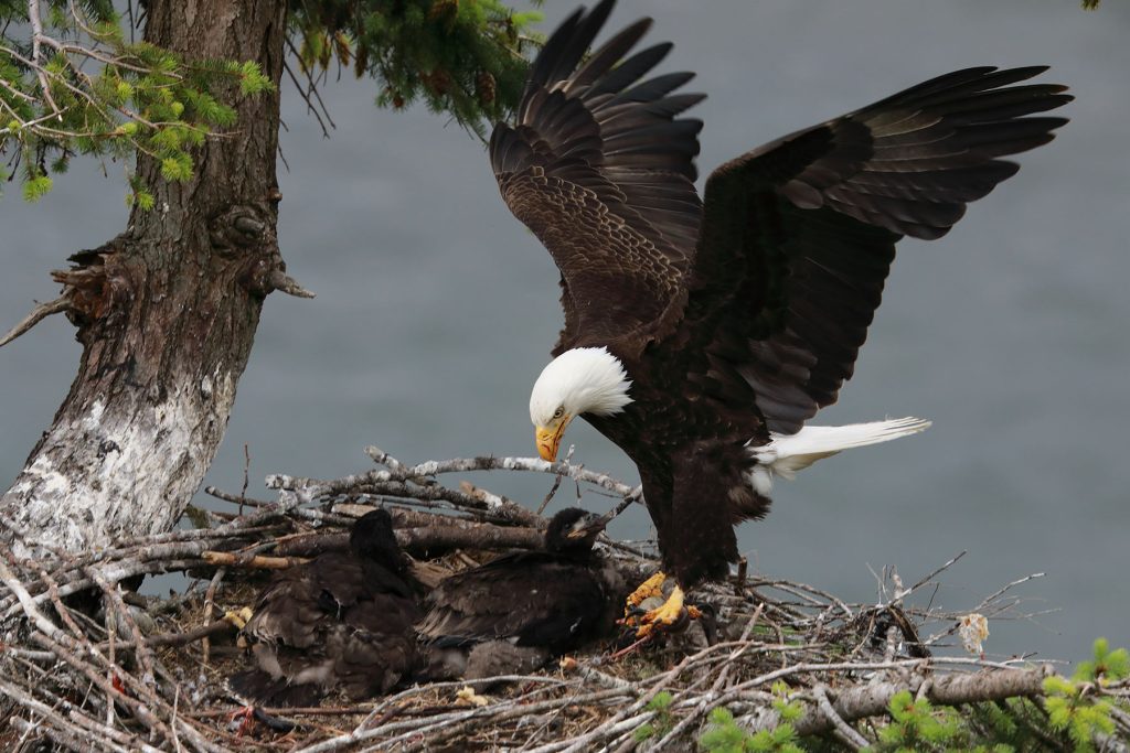 Cone Removed from Eagle’s Nest