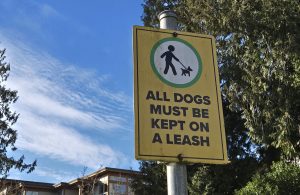 LETTER TO THE EDITOR: More Clarity Needed on Dog Leashing Rules