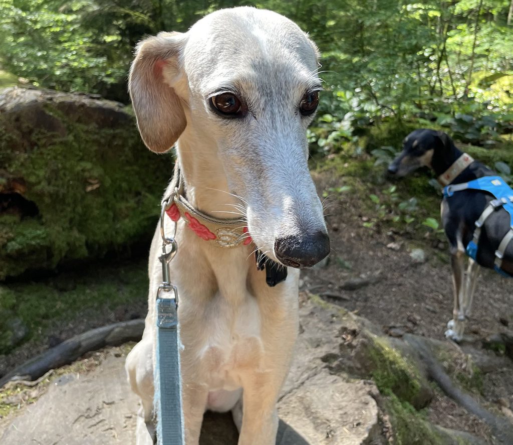 No Changes to Leashing Rules in Pacific Spirit