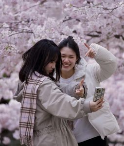 IN OUR WORDS: Cherry Blossom Season has Begun