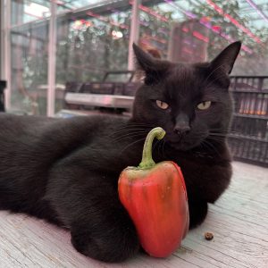 UBC Greenhouse Provides Produce Year-Round