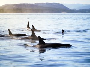 Why so Many Whales Are in Vancouver Waters— and How to (Legally) Spot Them