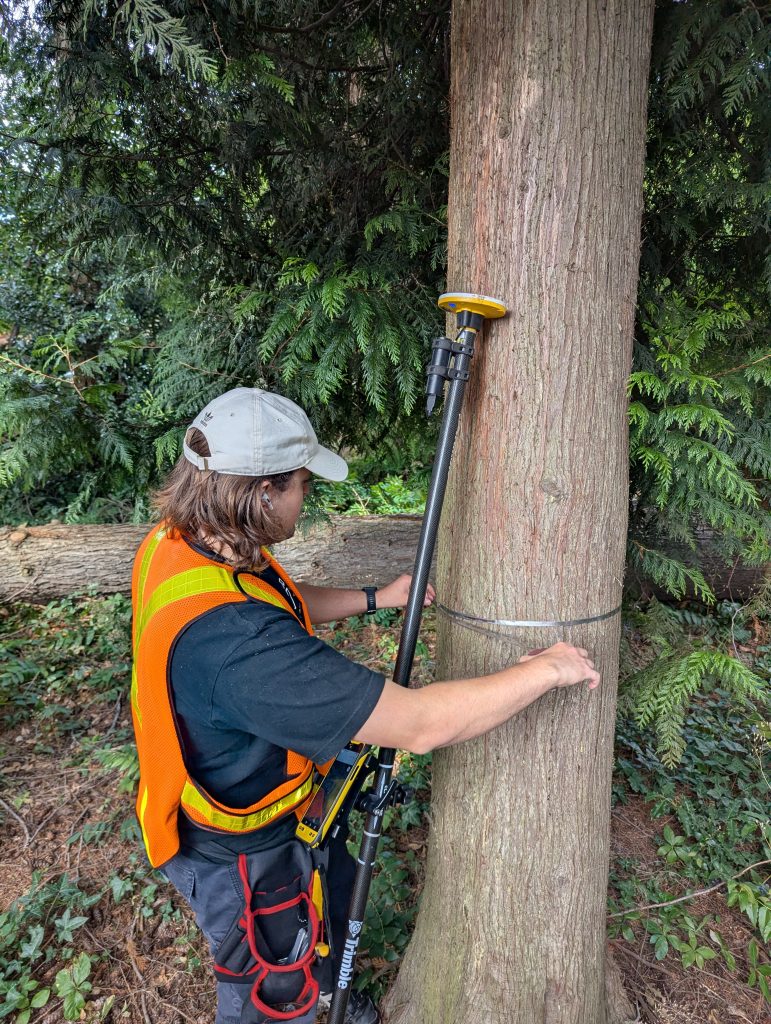 Project Produces Inventory of Every Tree in Neighbourhoods